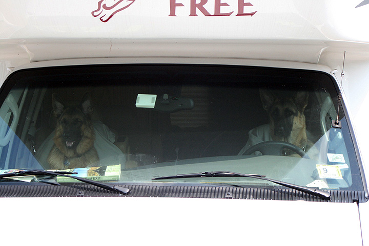 dogs driving bf.jpg