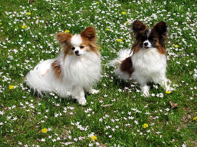 Morpho and Shiloh in Spring Beauties for NEPAPS.jpg