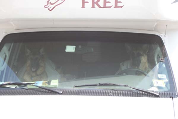 dogs driving bf small.jpg